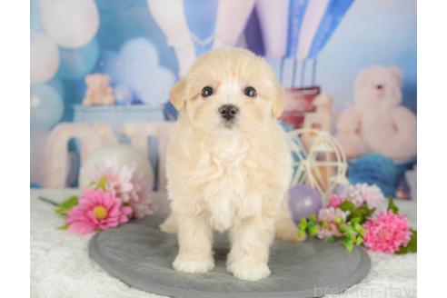 成約済の千葉県のマルプー:マルチーズ×トイプードル-384111の4枚目